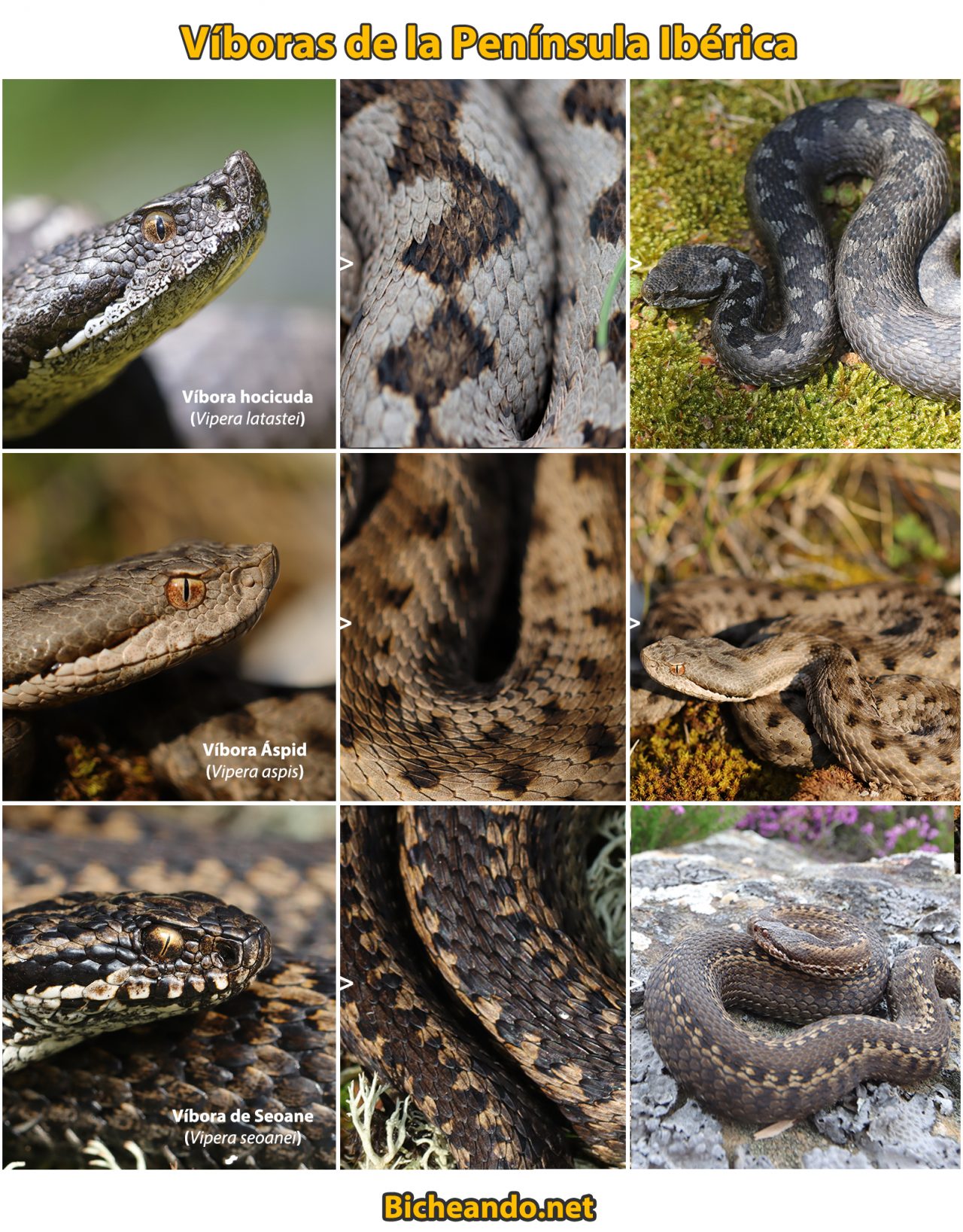 8 Viboras