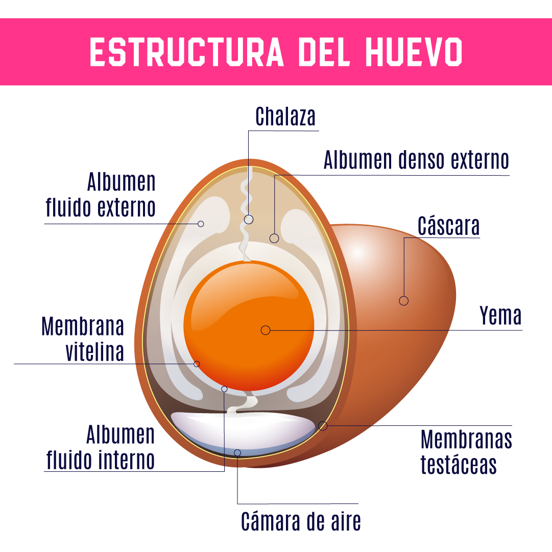 HUEVO