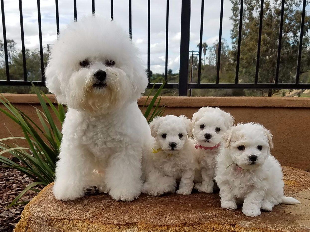 Puros Mini Unidad